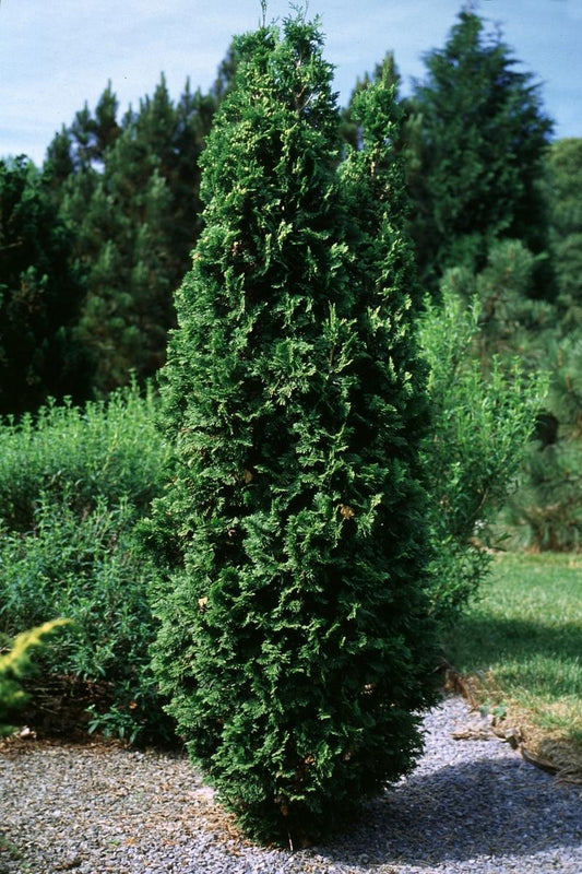 Thuja Occidentalis Degroot S Spire - View 10 from www redcrocus com