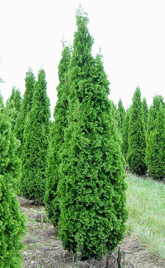 Thuja Occidentalis Degroot S Spire - View 19 from www redcrocus com