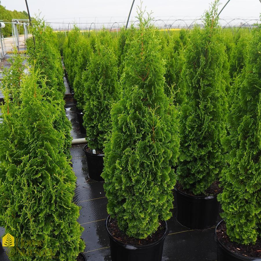 Thuja Occidentalis Degroot S Spire - View 1 from www redcrocus com