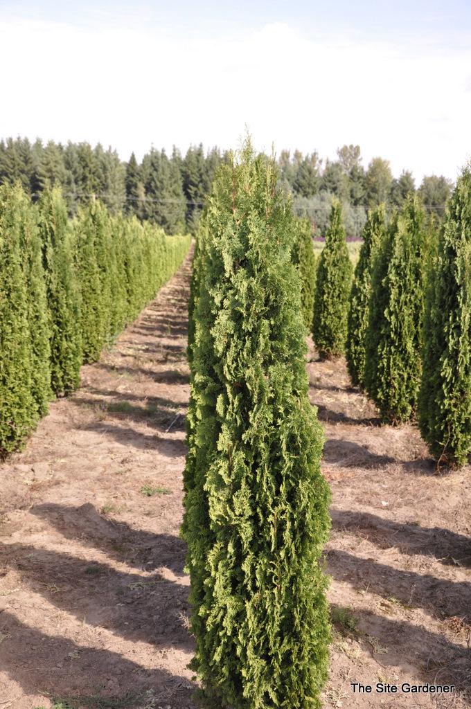 Thuja Occidentalis Degroot S Spire - View 8 from www redcrocus com