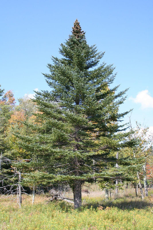 Abies Balsamea - View 1 from www redcrocus com