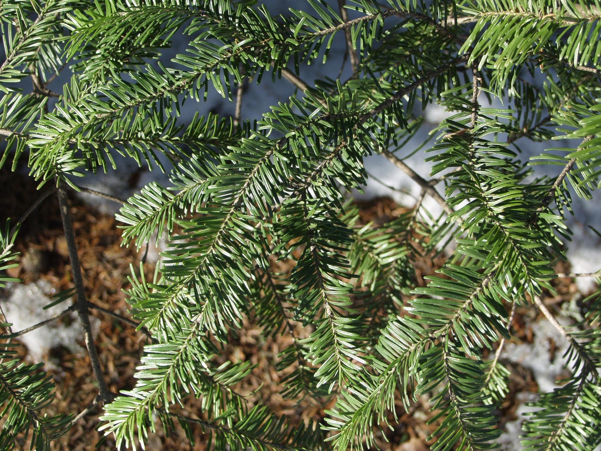 Abies Balsamea - View 6 from www redcrocus com