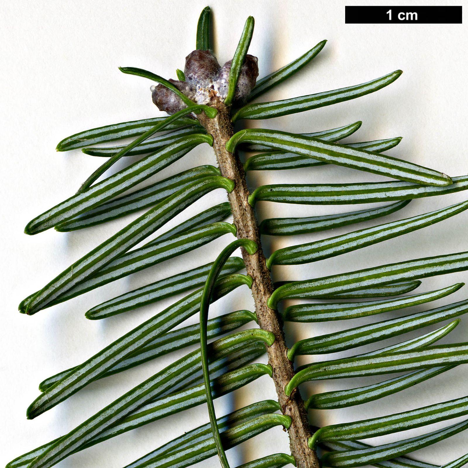 Abies Balsamea - View 11 from www redcrocus com