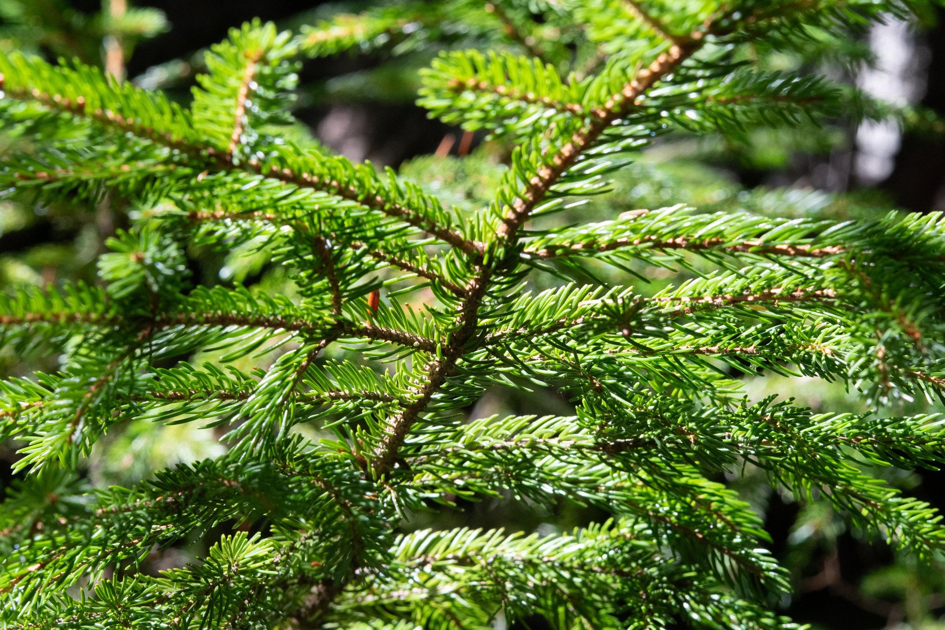 Abies Balsamea - View 15 from www redcrocus com