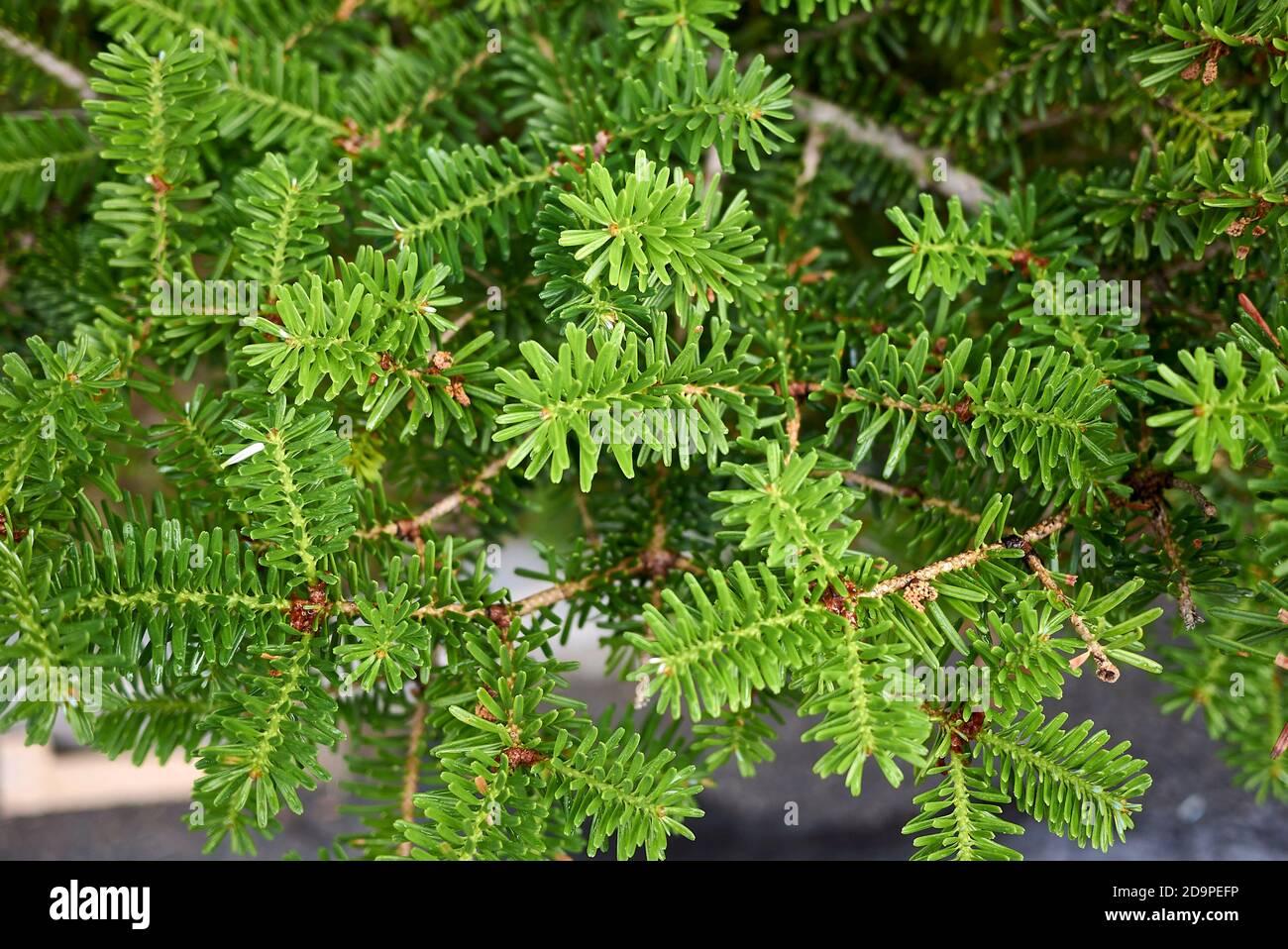 Abies Balsamea - View 17 from www redcrocus com