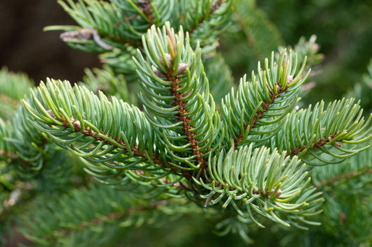 Abies Balsamea - View 1 from www redcrocus com