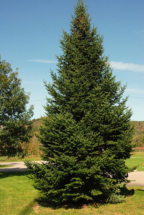 Abies Balsamea - View 20 from www redcrocus com