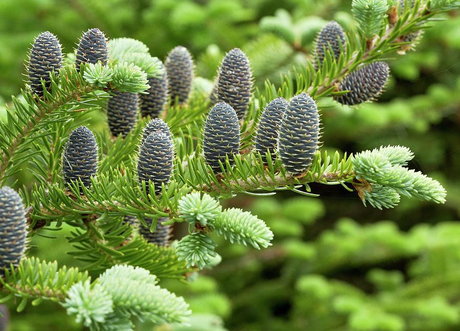 Abies Balsamea - View 2 from www redcrocus com