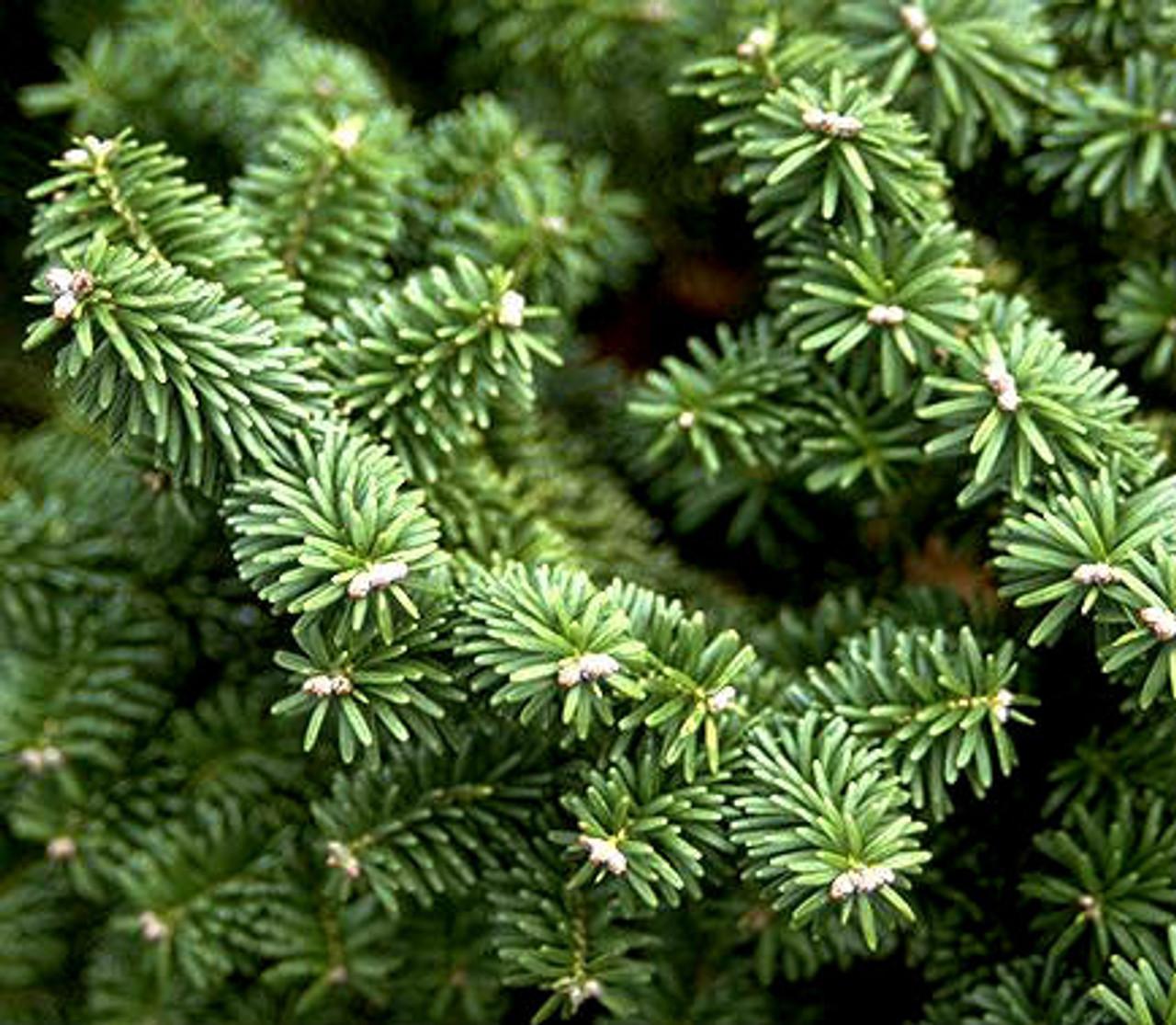 Abies Balsamea - View 4 from www redcrocus com