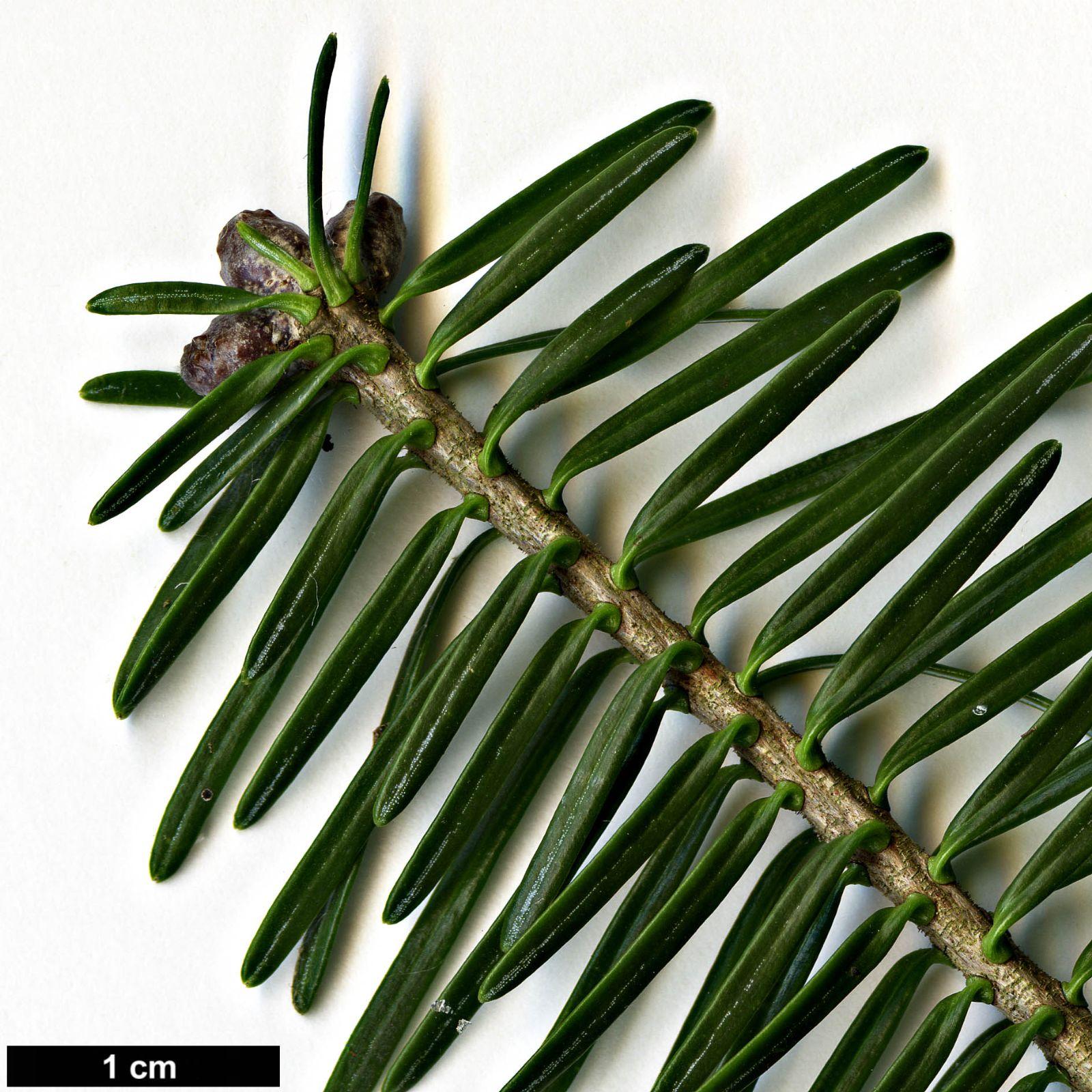 Abies Balsamea - View 5 from www redcrocus com
