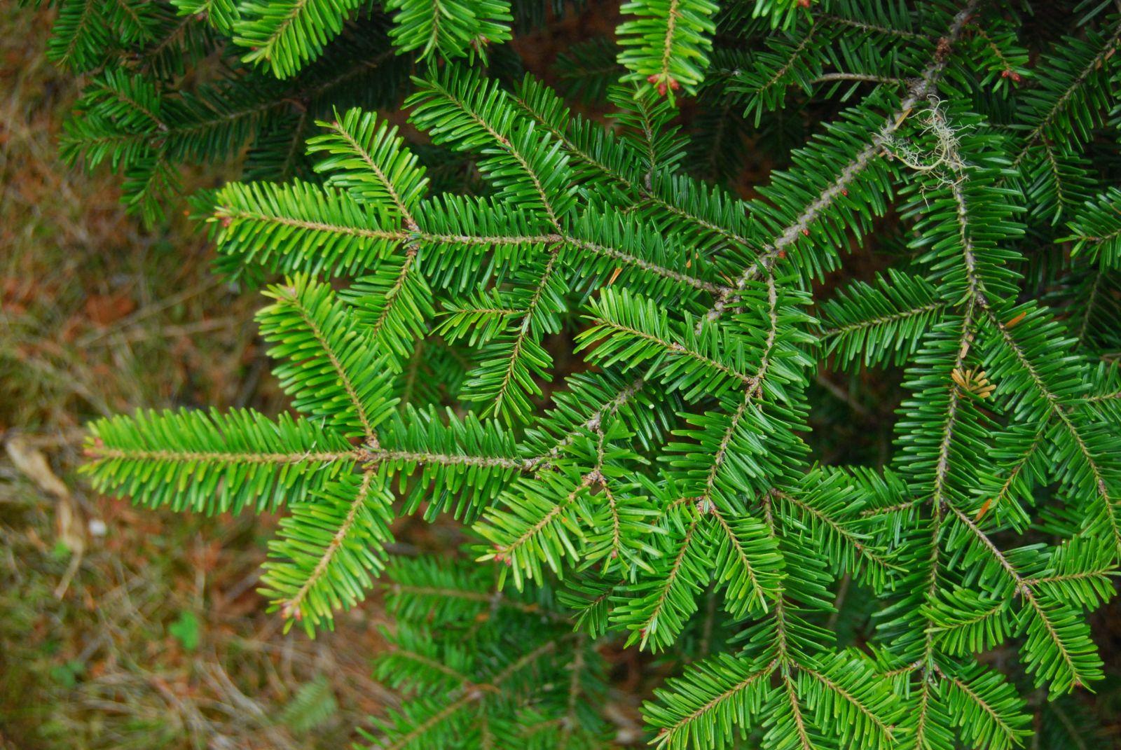 Abies Balsamea - View 6 from www redcrocus com