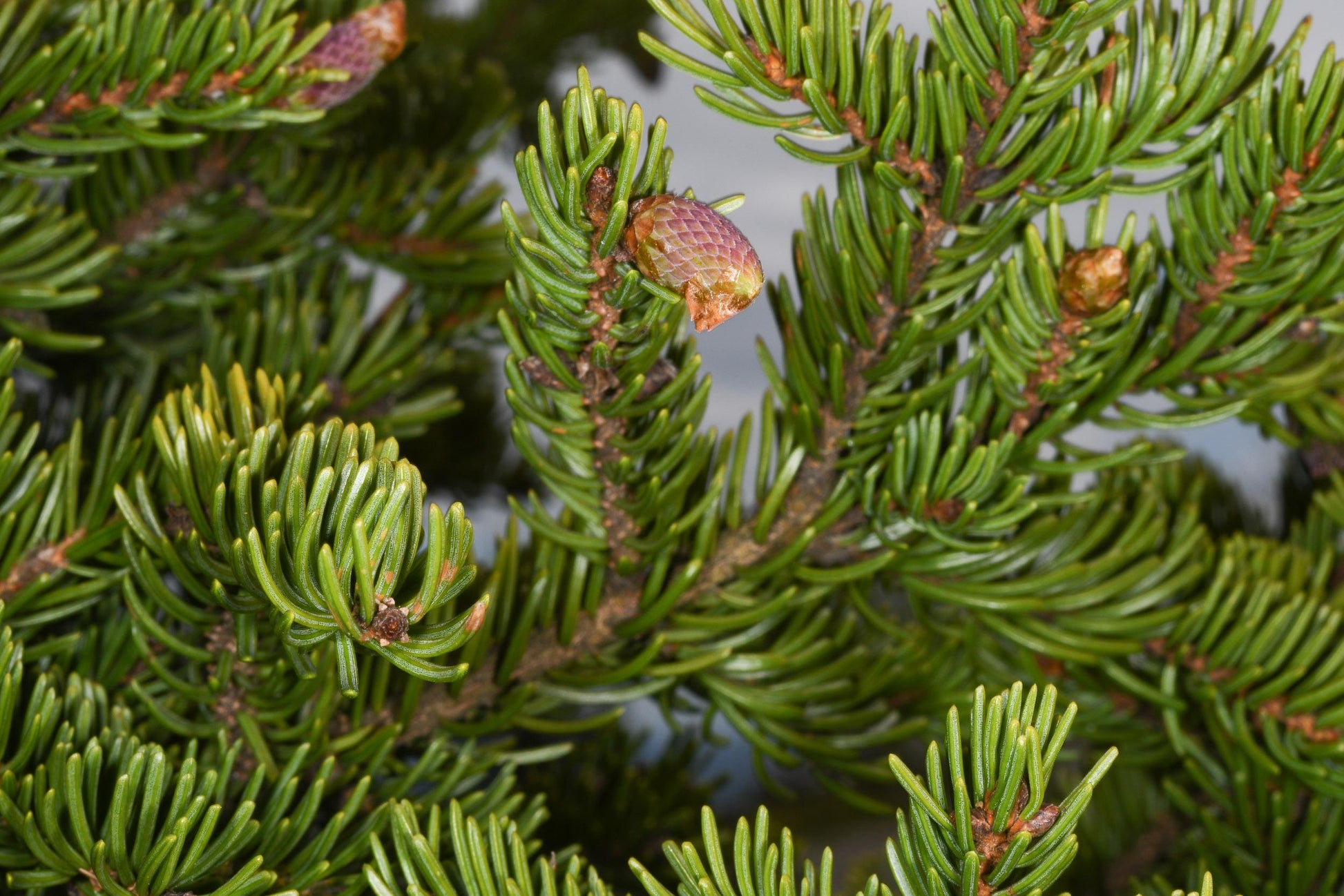 Abies Balsamea - View 8 from www redcrocus com