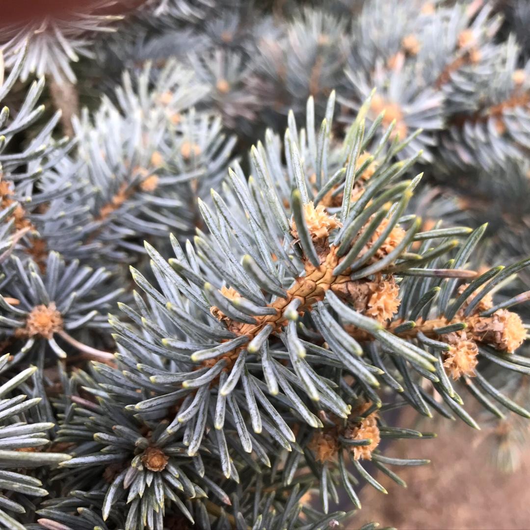 Picea Pungens Glauca - View 24 from www redcrocus com