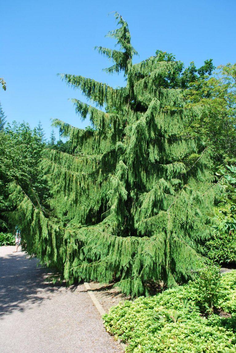 Chamaecyparis Nootkatensis Glauca Pendula - View 9 from www redcrocus com