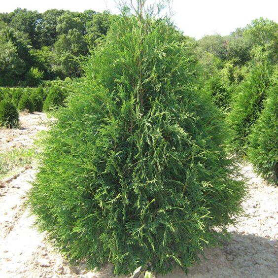 Thuja Occidentalis 'techny' - View 2 from www redcrocus com