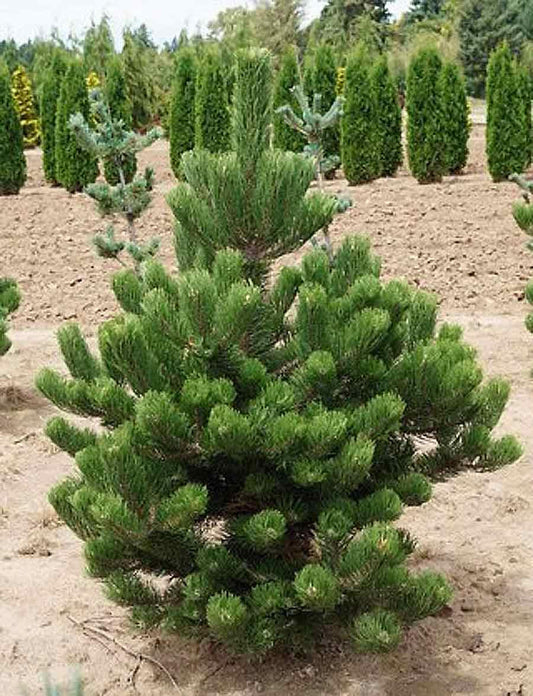 Pinus Nigra Oregon Green - View 1 from www redcrocus com