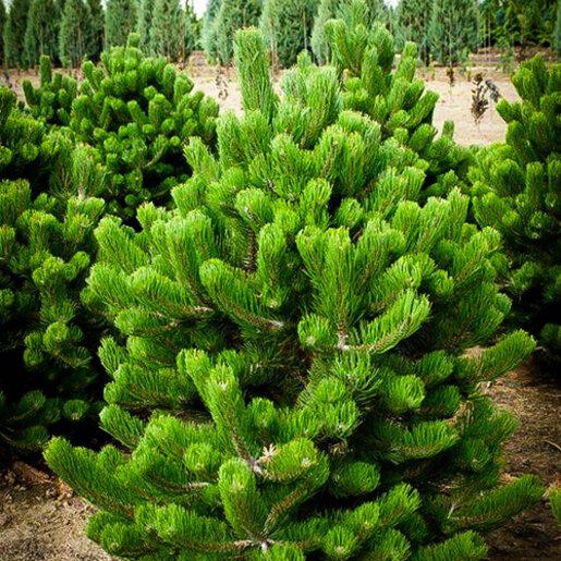 Pinus Nigra 'oregon Green' - View 11 from www redcrocus com