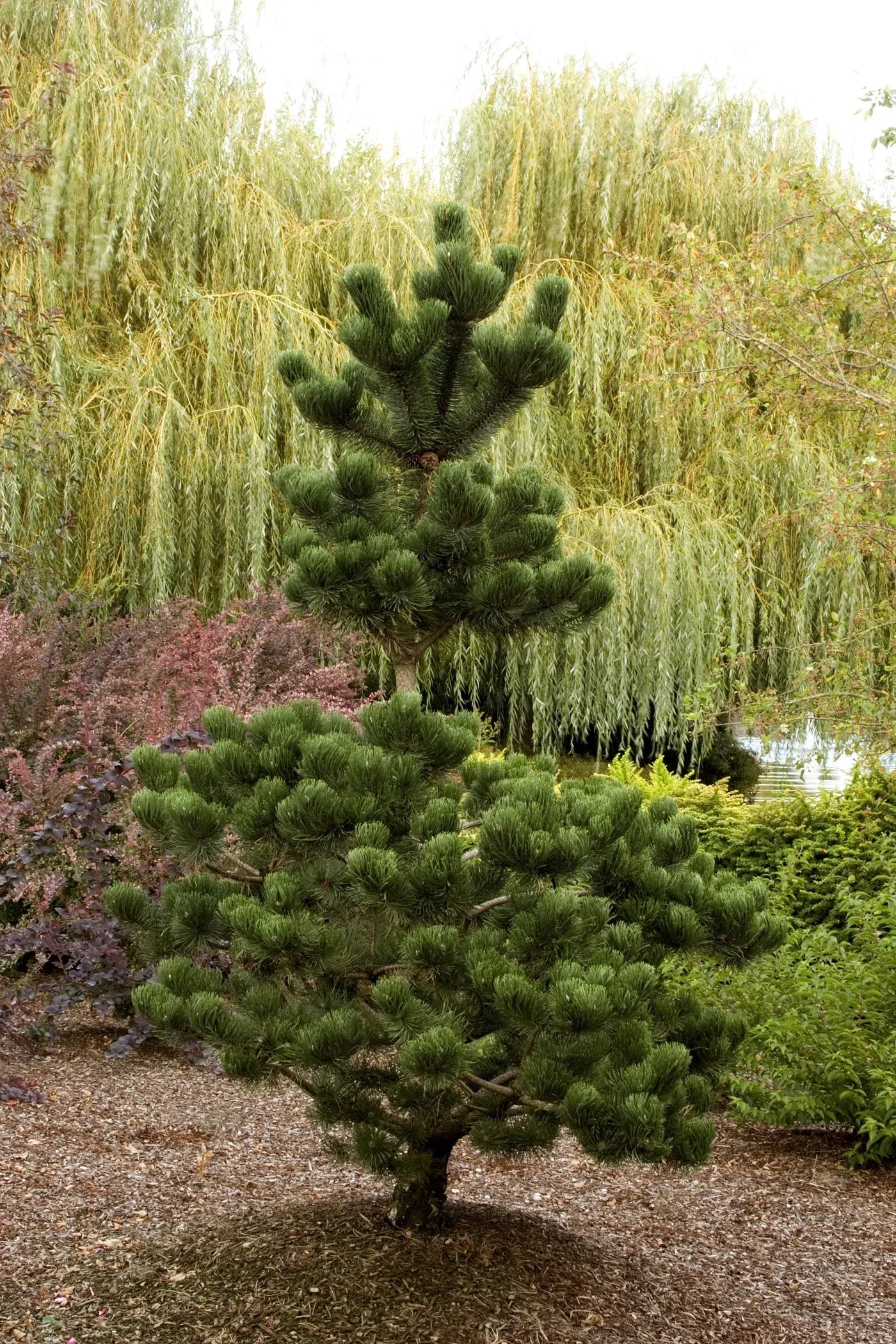 Pinus Nigra 'oregon Green' - View 5 from www redcrocus com