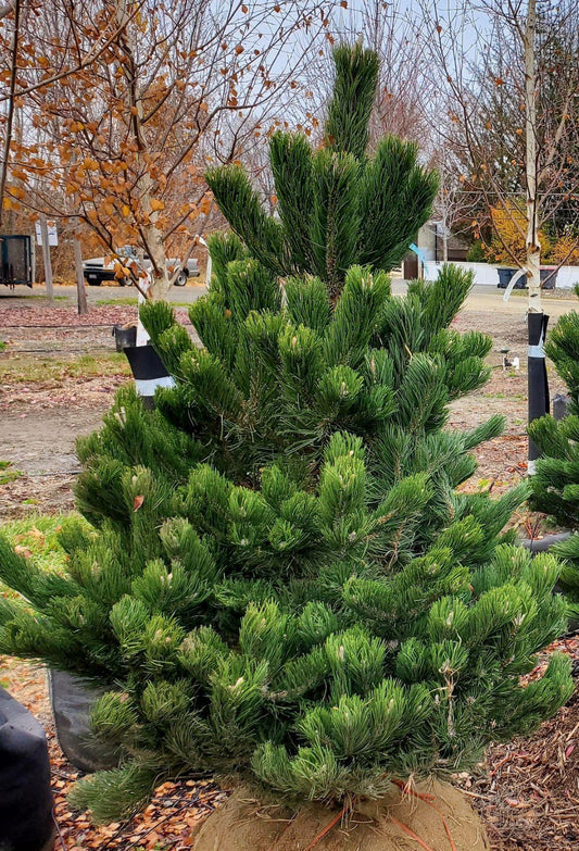 Pinus Nigra Oregon Green - View 1 from www redcrocus com