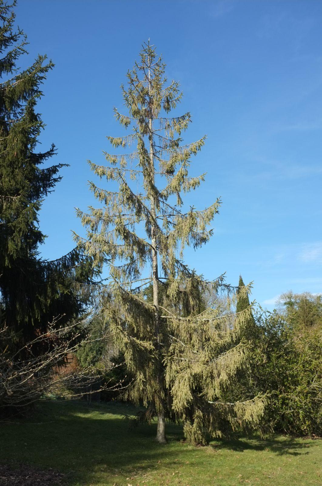 Picea Abies - View 10 from www redcrocus com