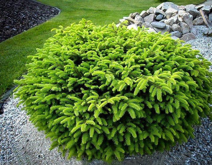 Picea Abies - View 11 from www redcrocus com