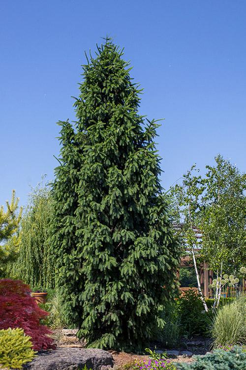 Picea Abies - View 12 from www redcrocus com