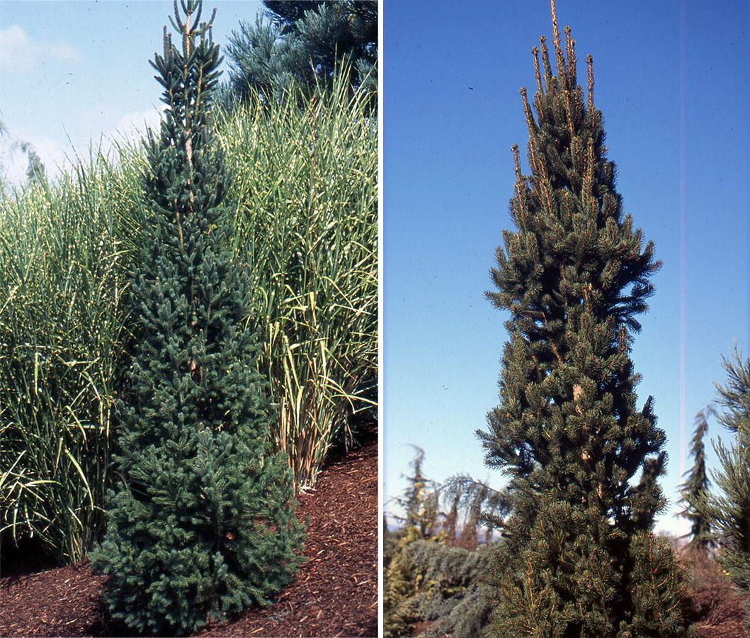 Picea Abies - View 13 from www redcrocus com