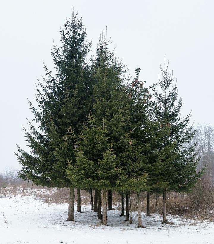 Picea Abies - View 14 from www redcrocus com