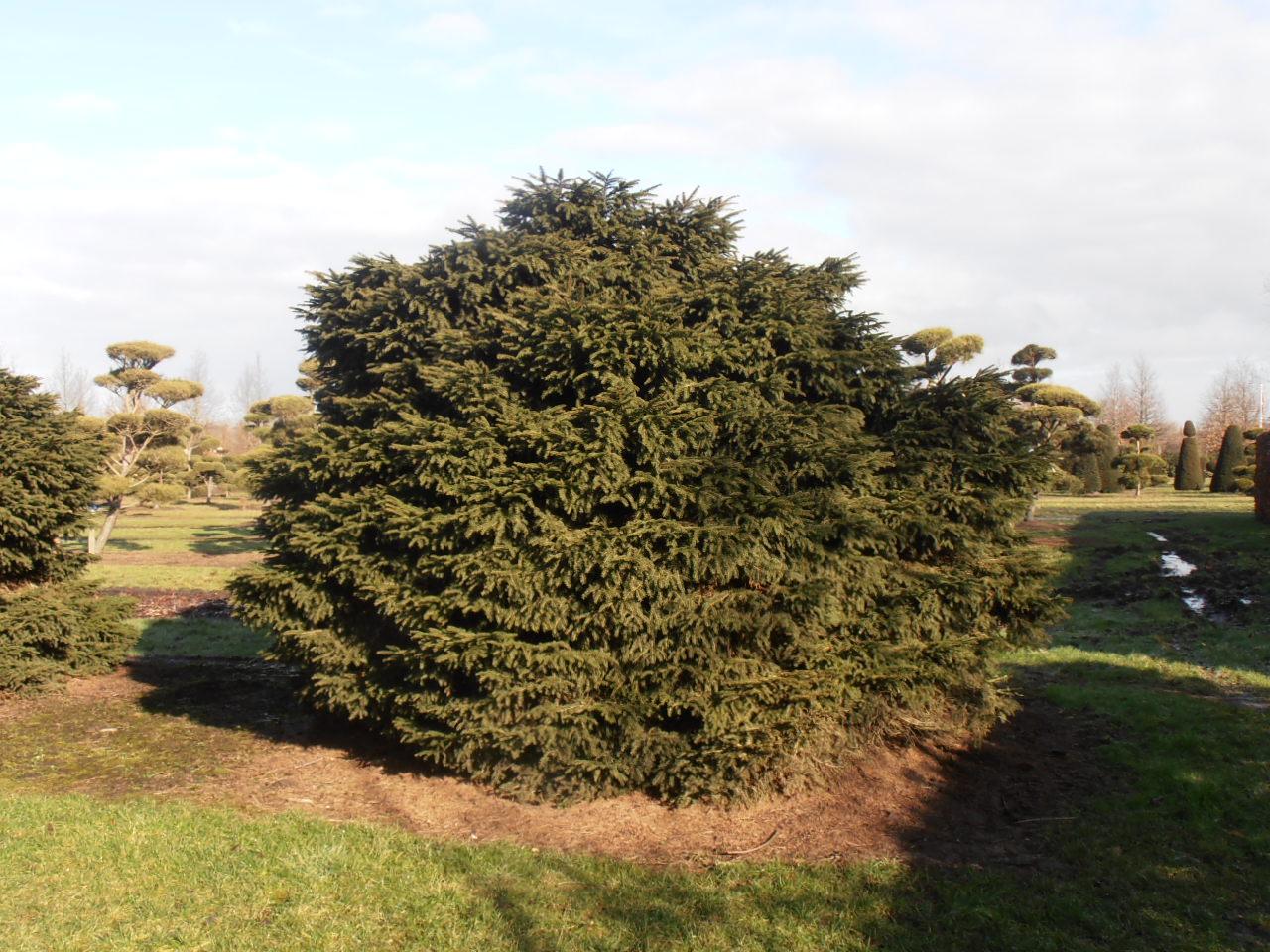 Picea Abies - View 17 from www redcrocus com