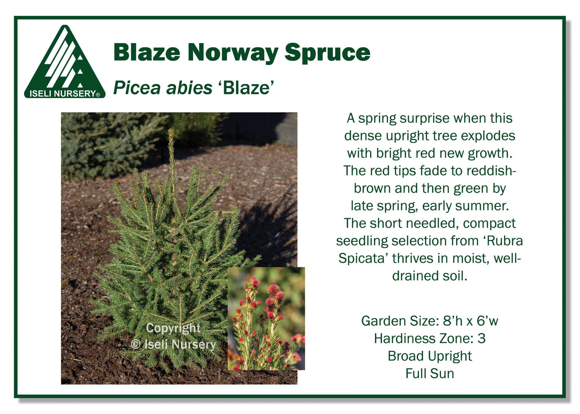 Picea Abies - View 18 from www redcrocus com