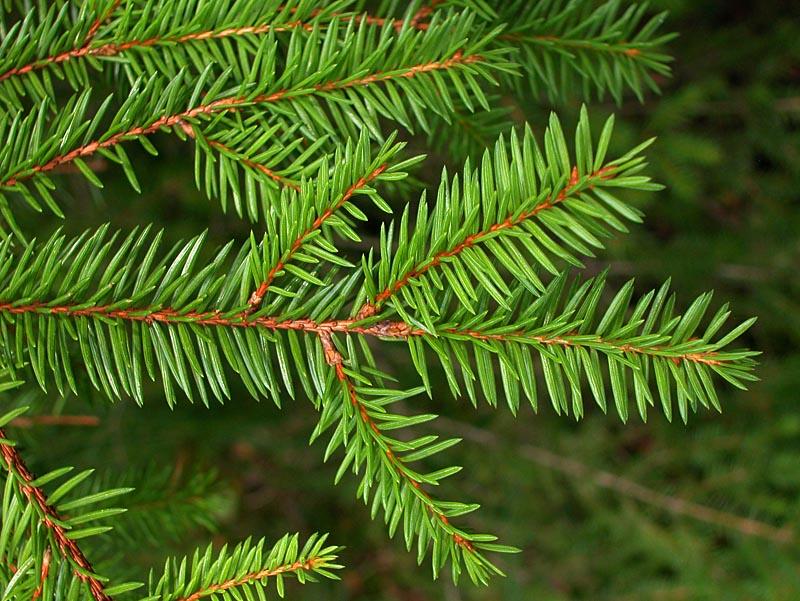 Picea Abies - View 1 from www redcrocus com