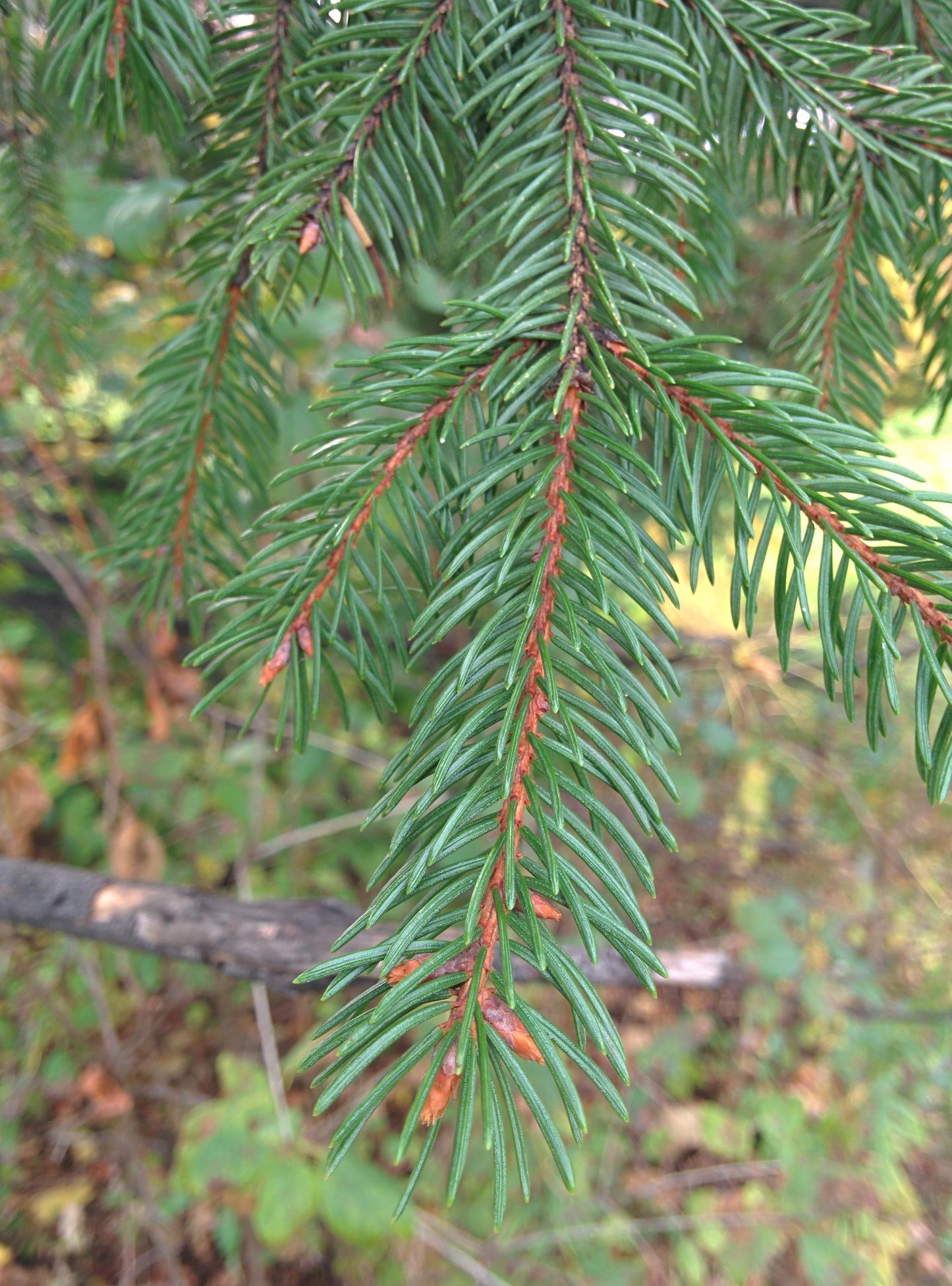 Picea Abies - View 23 from www redcrocus com