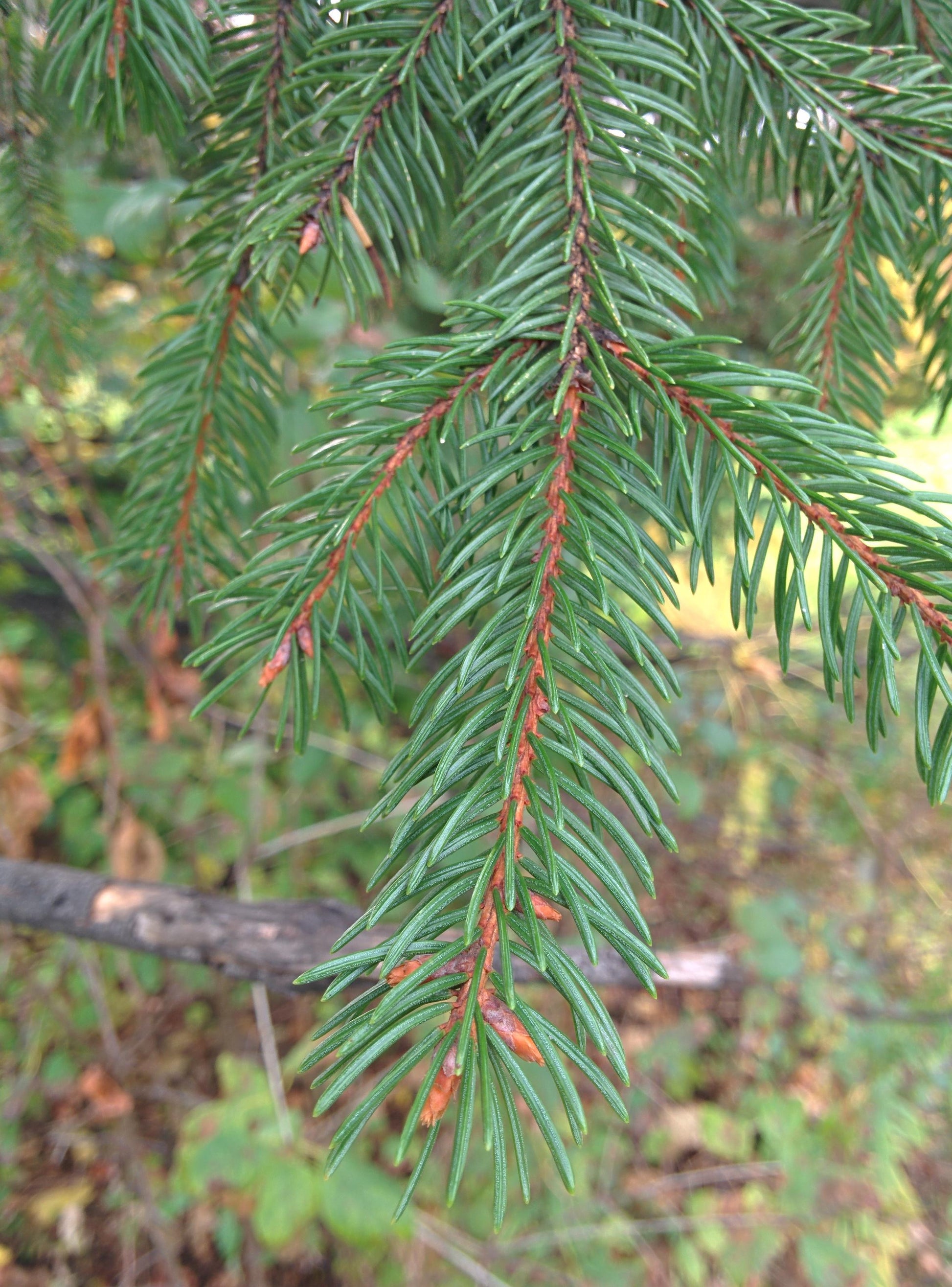 Picea Abies - View 23 from www redcrocus com