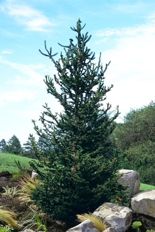 Picea Abies - View 24 from www redcrocus com