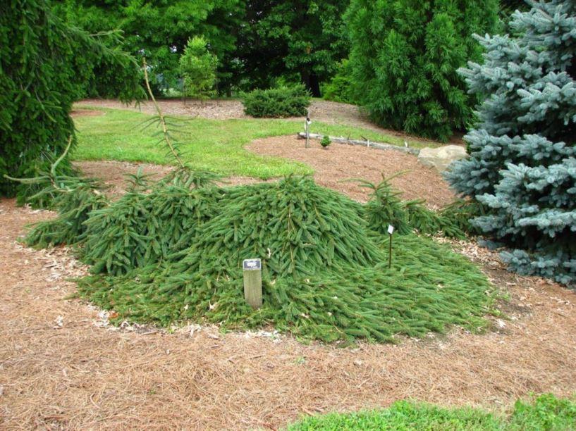 Picea Abies - View 26 from www redcrocus com