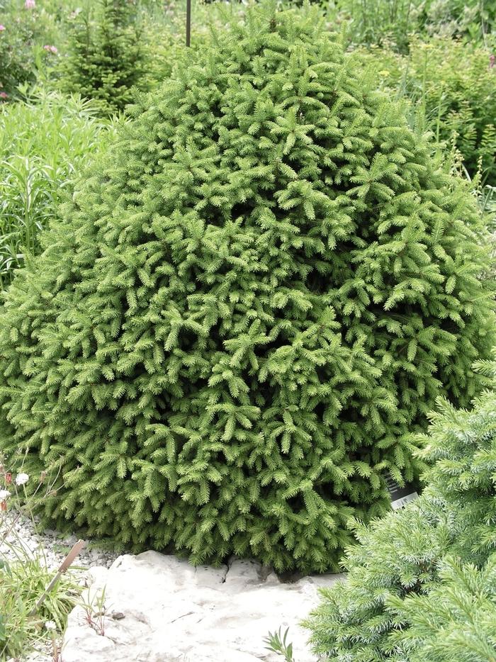 Picea Abies - View 29 from www redcrocus com