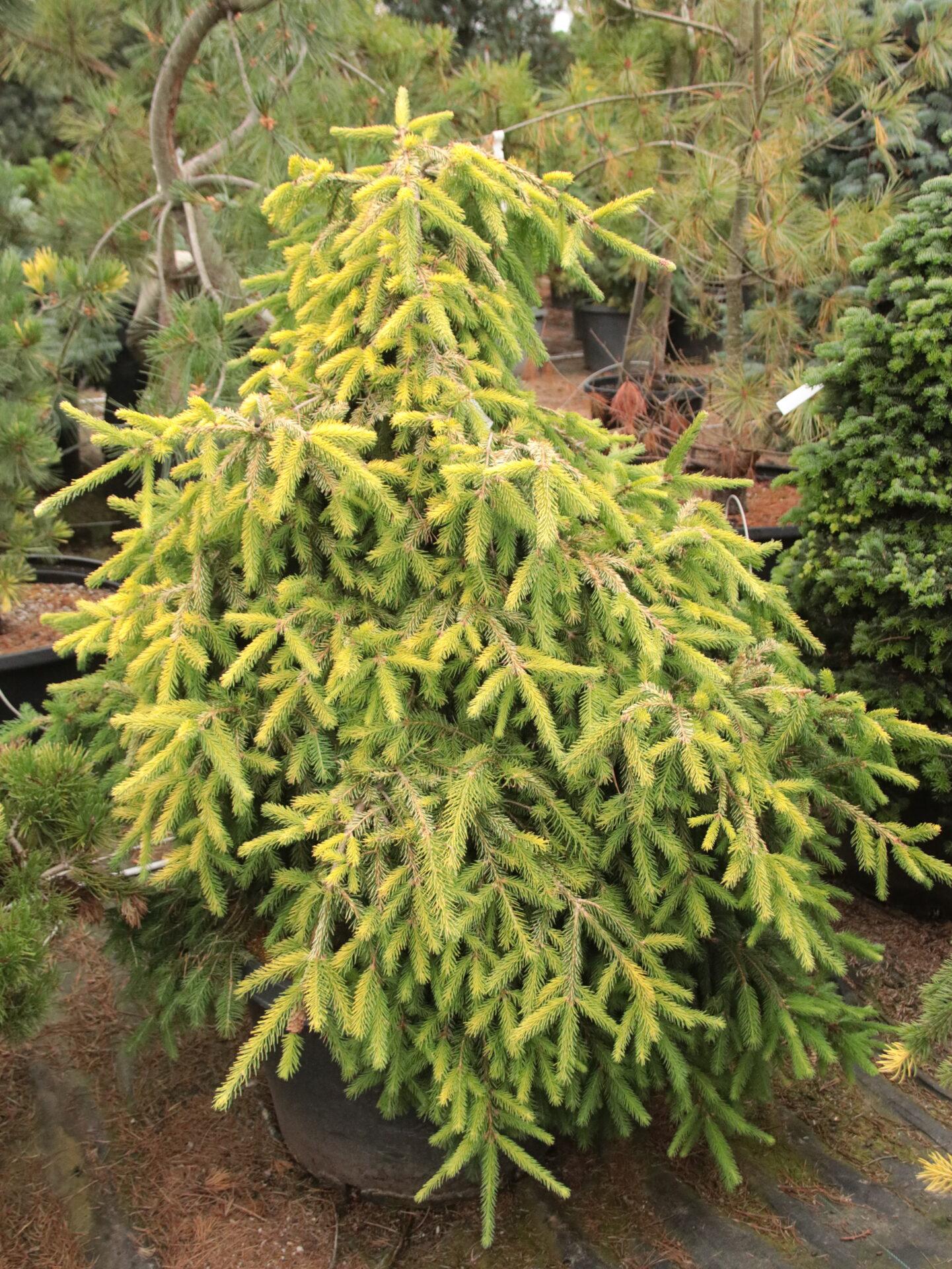 Picea Abies - View 2 from www redcrocus com