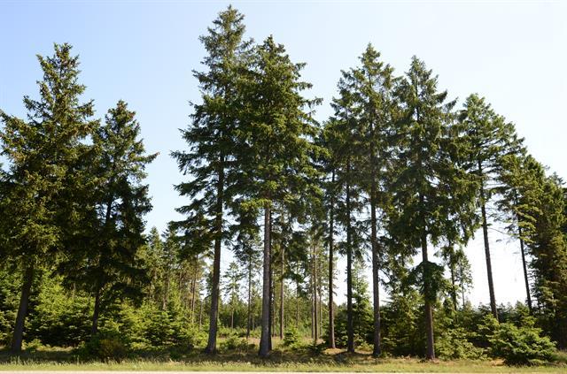 Picea Abies - View 32 from www redcrocus com