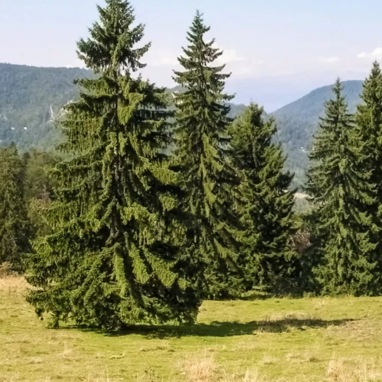 Picea Abies - View 36 from www redcrocus com