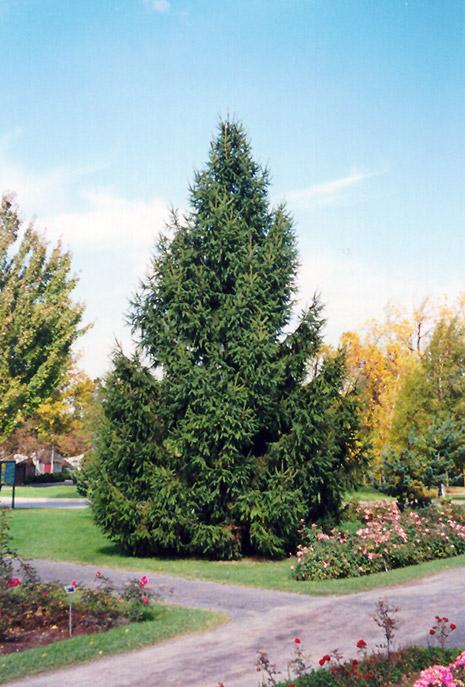 Picea Abies - View 37 from www redcrocus com