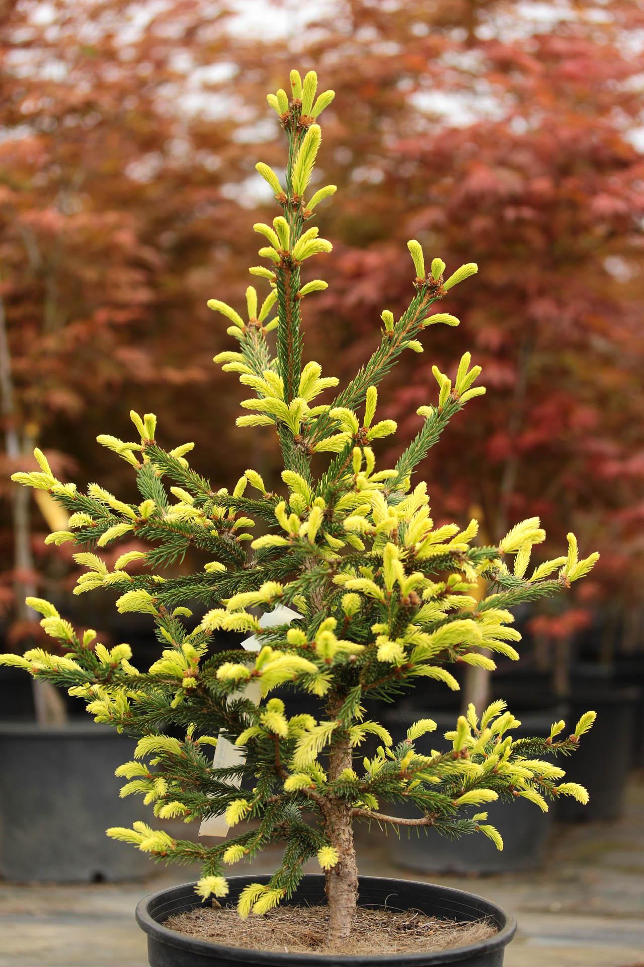 Picea Abies - View 40 from www redcrocus com