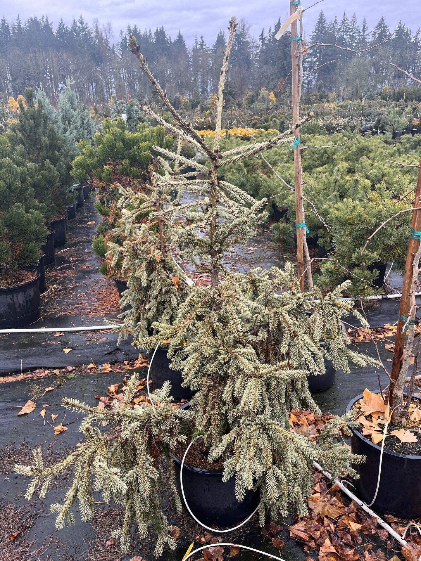 Picea Abies - View 4 from www redcrocus com