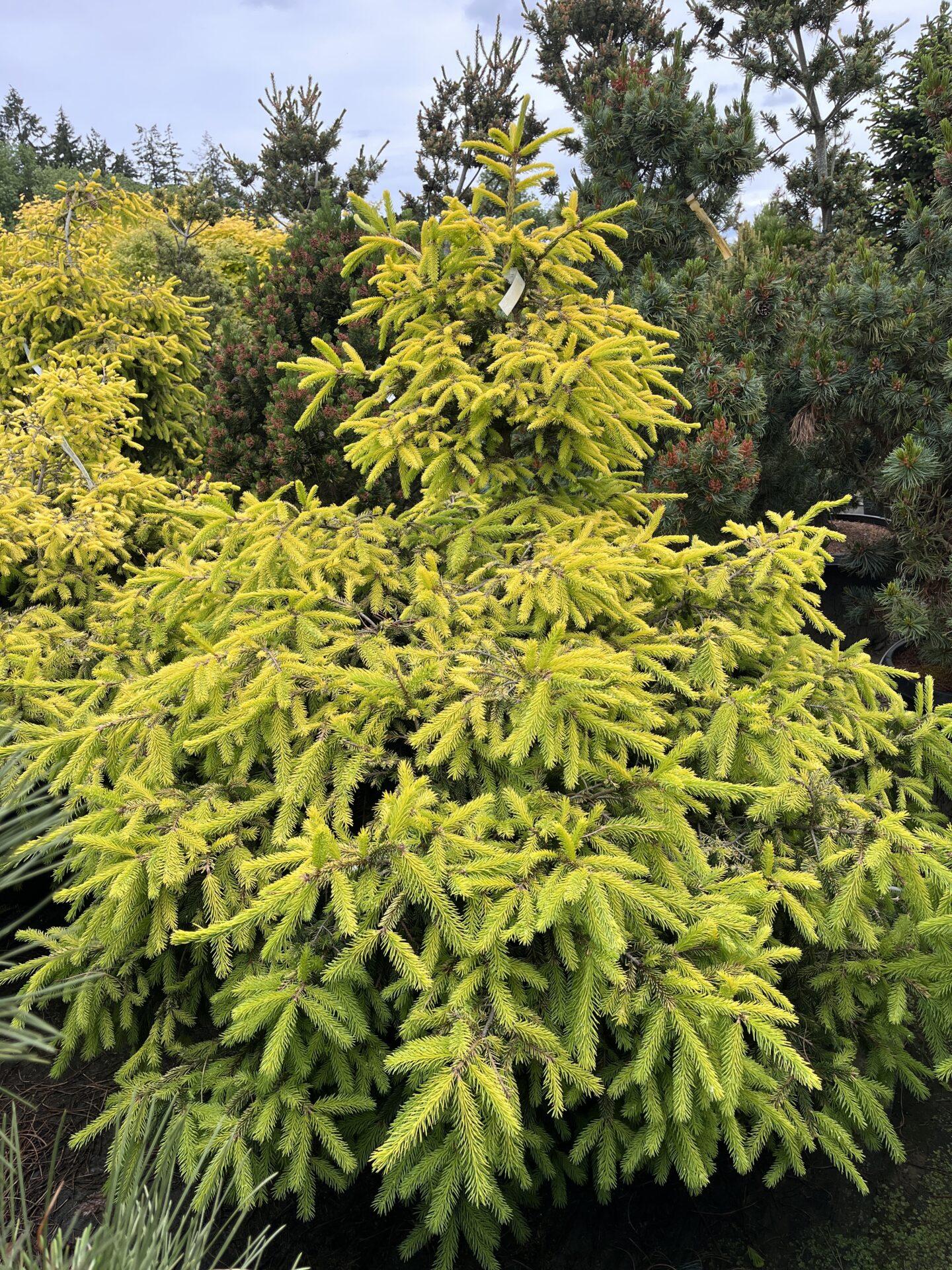 Picea Abies - View 5 from www redcrocus com