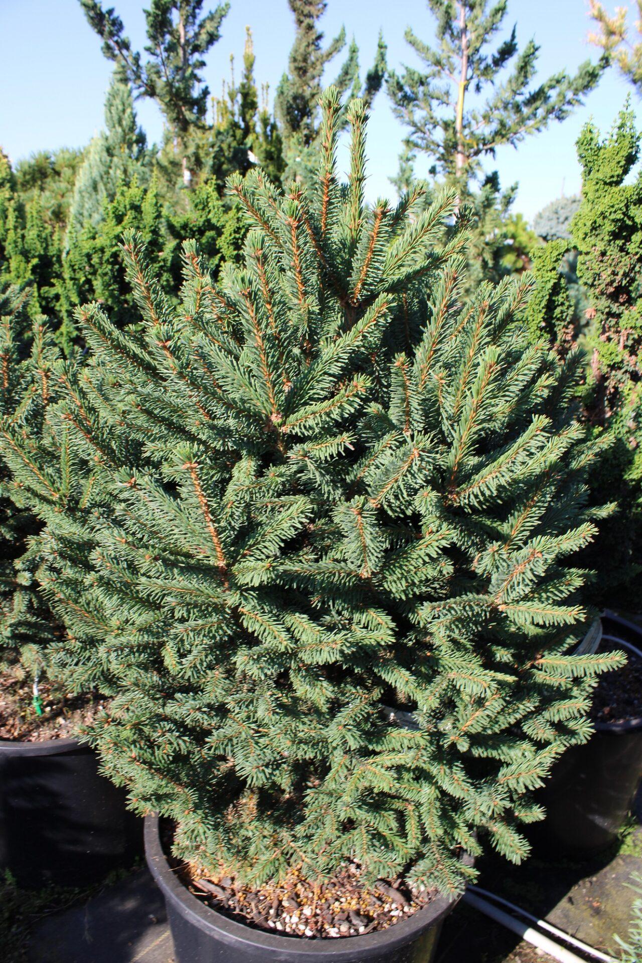 Picea Abies - View 6 from www redcrocus com