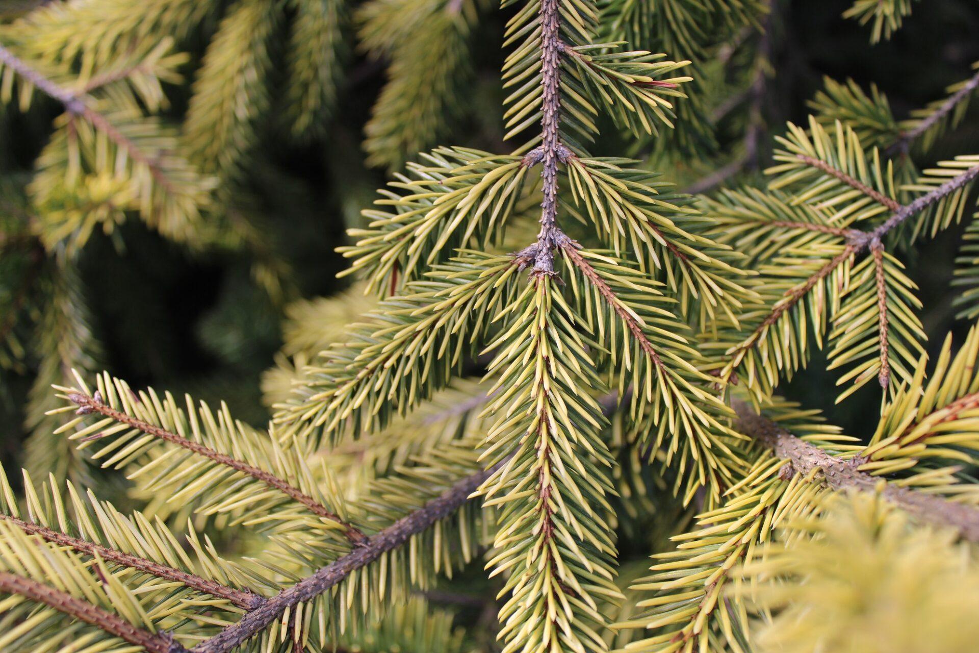 Picea Abies - View 7 from www redcrocus com