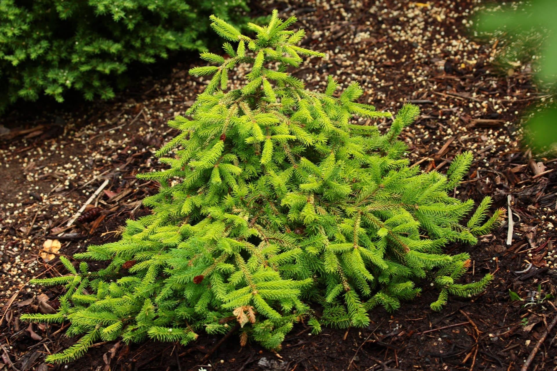 Picea Abies - View 9 from www redcrocus com