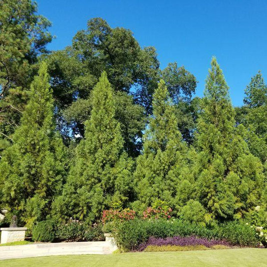 Cryptomeria Japonica 'yoshino' - View 10 from www redcrocus com