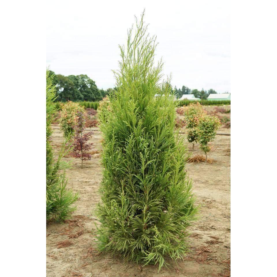 Cryptomeria Japonica 'yoshino' - View 12 from www redcrocus com
