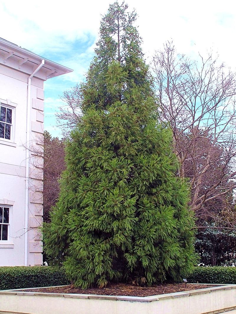 Cryptomeria Japonica 'yoshino' - View 14 from www redcrocus com