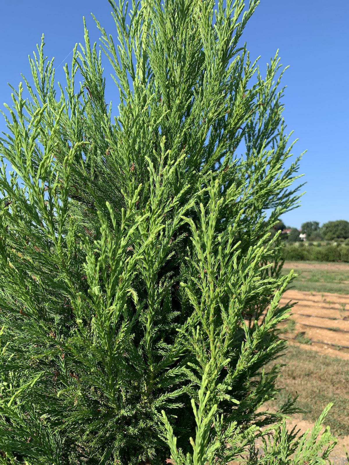 Cryptomeria Japonica 'yoshino' - View 18 from www redcrocus com